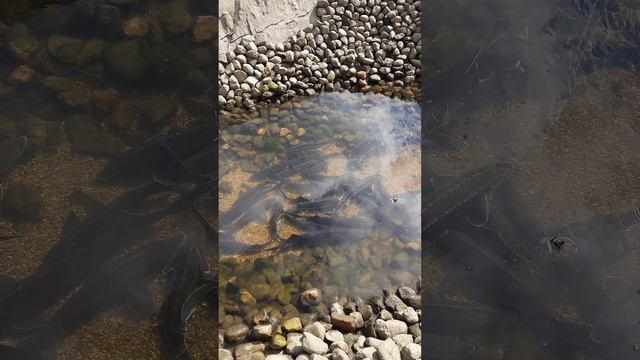 #осетр #пруд #декоративныйпруд спустил воду, для реконструкции и чистки смотреть онлайн