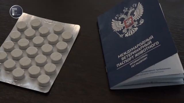 Лиана Джгереная рассказала об эпизоотической ситуации и других вопросах смотреть онлайн