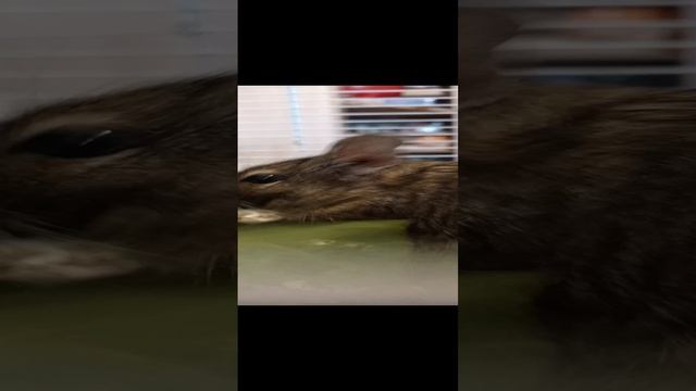 Мы любим листьяяяяяя смотреть онлайн