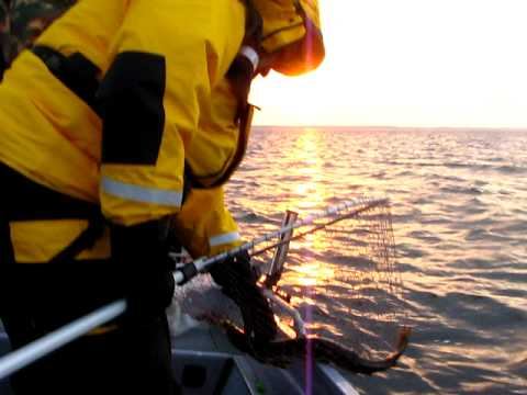 Киевское море рыбалка смотреть онлайн