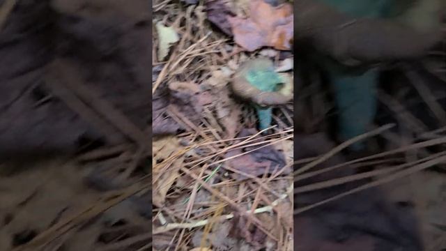 Blue Milky cap? Milky indigo cap смотреть онлайн