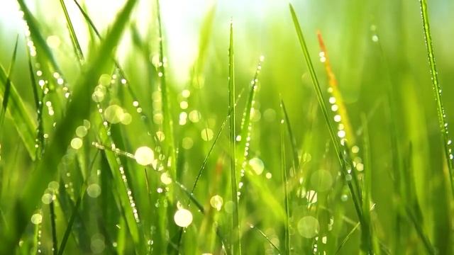 Relaxing Music - Sound of Flowing Water, Relax Spa Music, Nature Sounds, Music for Meditation смотреть онлайн