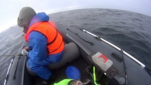 ТЕРИБЕРКА / ТРЕСКА/ БАРЕНЦЕВО МОРЕ