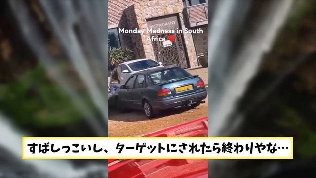【2ch動物スレ】オランウータンさんにマジックを見せた結果、リアクションがヤバすぎた件ｗｗｗ смотреть онлайн