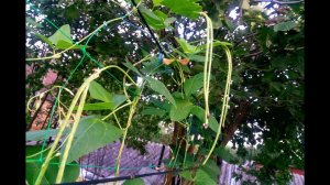 Вигна китайская, Коровий горох, Фасоль спаржевая. Посев семенами в открытый грунт