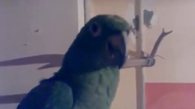 Slep'овский попугай Курдупль смотреть онлайн