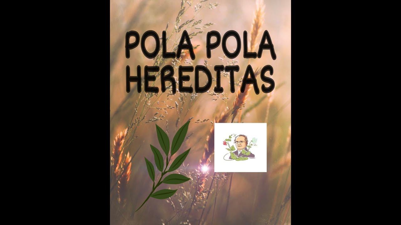 POLA POLA HEREDITAS смотреть онлайн