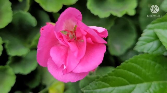 Colorful Summer Flowers | Summer 2021 смотреть онлайн