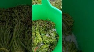 Папоротник#орляк#засолка по ГОСТУ #второй этап