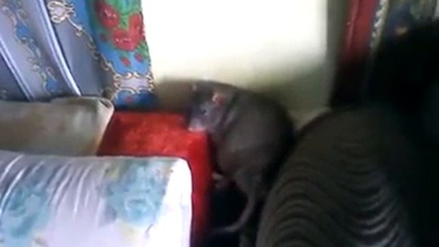 Вот так мы сладко спим смотреть онлайн