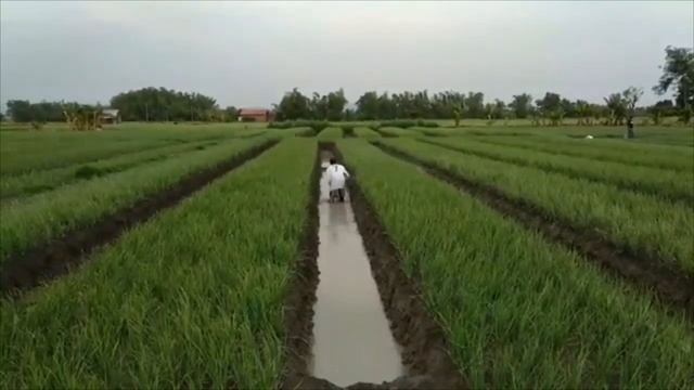 pemupukan bawang merah kcl mahkota смотреть онлайн