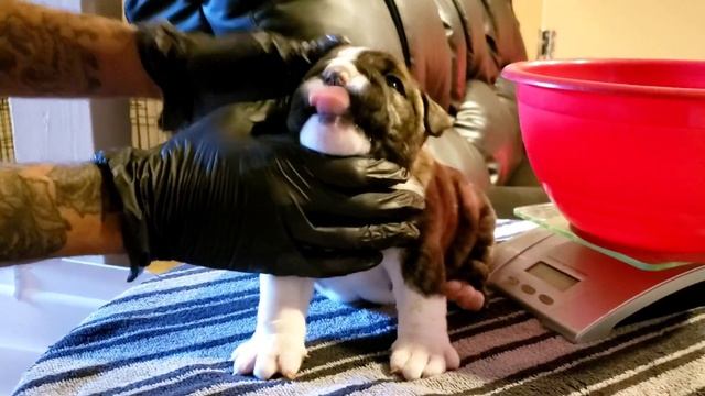 How to deworm your puppies properly At Home смотреть онлайн