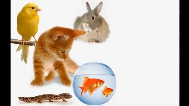Have you got a pet? (song for children) смотреть онлайн