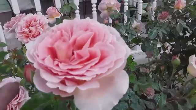 Роза Абрахам Дерби, Парблю, Голден Селебрейшен, Дип Импрешн, Фальстаф!.mp4 смотреть онлайн