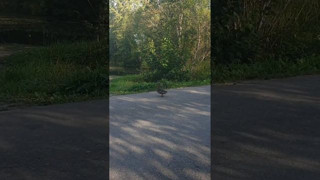 Утки уу-у смотреть онлайн
