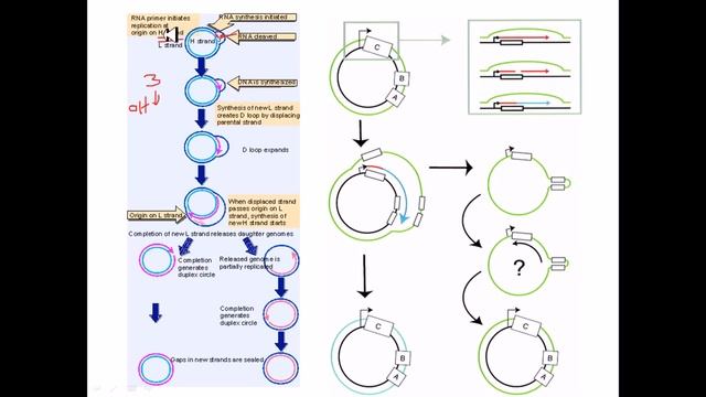 D loop replication смотреть онлайн