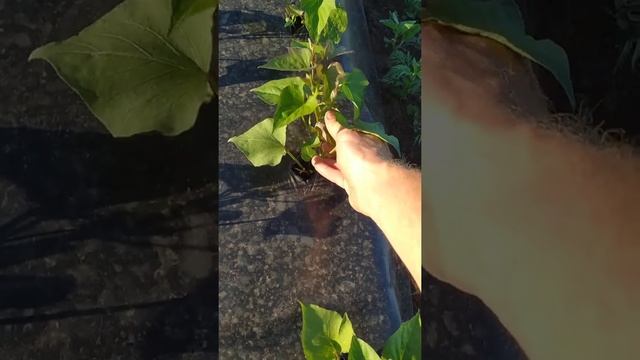 Батат. Рассаде две недели. Супер результат. смотреть онлайн