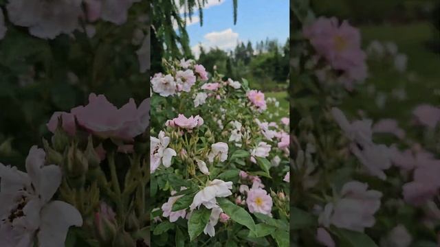 Rugosa hybrids. Sointu rose. Syke rose. Savel rose. смотреть онлайн