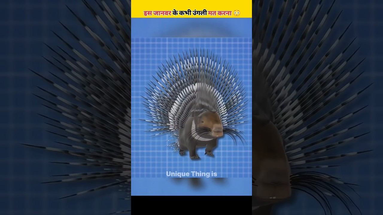 इस जानवर के कभी उंगली मत करना / How Porcupines Use Their Quills for Survival смотреть онлайн