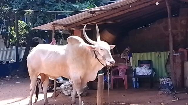 Арамболь. Белый буйвол.