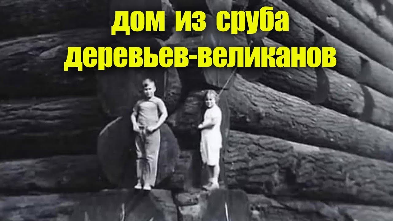 Дом из сруба деревьев-великанов смотреть онлайн