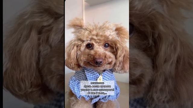 Собакен смотреть онлайн