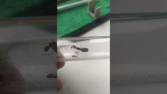 Camponotus Piceus. Первые рабочие и расплод. смотреть онлайн