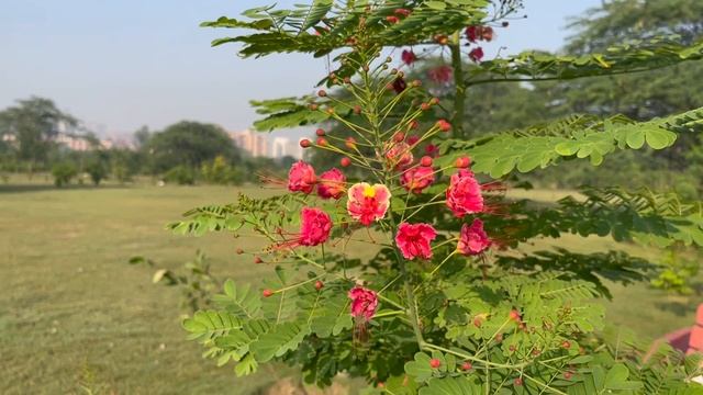 Flora & Fauna | Biodiversity Park, Noida смотреть онлайн