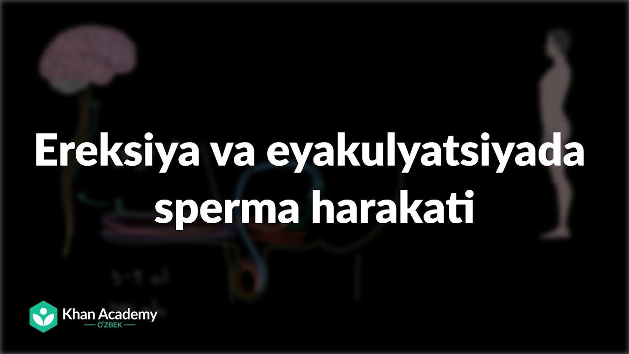 Ereksiya Va Eyakulyatsiyada Sperma Harakati |  Jinsiy Sistema Haqida Umumiy Tushuncha | Tibbiyot