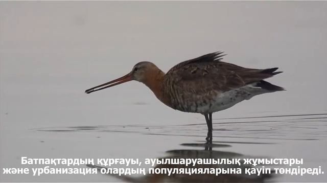 Большой веретенник