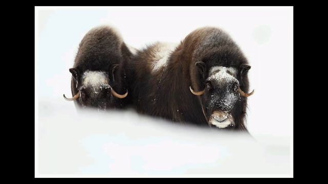 Nature's Symphony: Morten Hilmer's Wildlife Photography in Motion смотреть онлайн