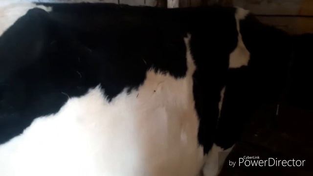 VLOG 🐄СКОРО ЛИ КОРОВА ДАСТ МОЛОКА????🐄 смотреть онлайн