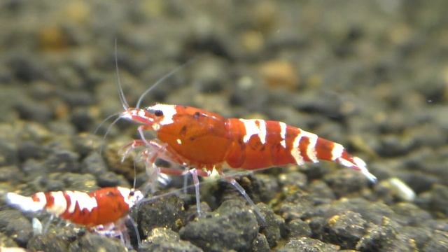 Нанаши красные 09 октября 22 года смотреть онлайн