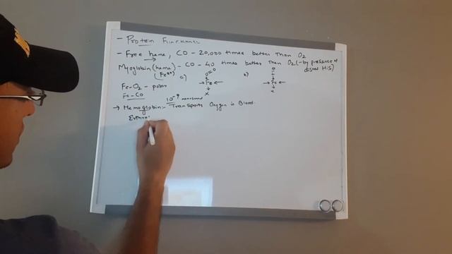 Biochemistry | Protein Function Part 2 - Introduction to Hemoglobin смотреть онлайн