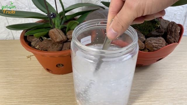 Eggshells - the perfect source of calcium for orchids, helping orchids grow all year round смотреть онлайн