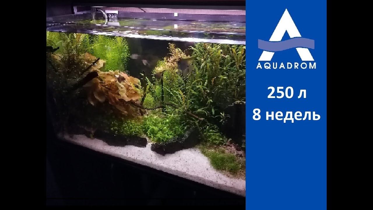 Два месяца после запуска 250л. смотреть онлайн
