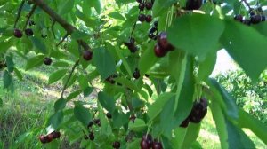 Черешня ОКТАВИЯ