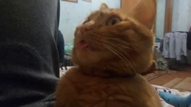 Кот дразница смотреть онлайн