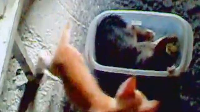 purina animal all star cat tub!.. смотреть онлайн