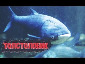 ИНТЕРЕСНЫЕ ФАКТЫ О ТОЛСТОЛОБЕ !