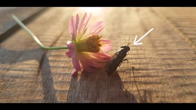 STEMTogether - Chua Kai Ning (Insectta) смотреть онлайн
