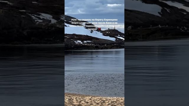 Баренцево море, Мурманская область! Увидели морского тюленя прям на берегу 🥹 #териберка #мурманск смотреть онлайн