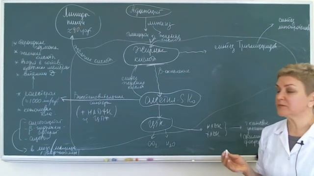13:50 Биохимия печени смотреть онлайн