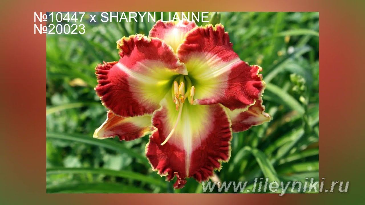 Лилейник Селекция _ 10447 х SHARYN LIANNE №20023 смотреть онлайн