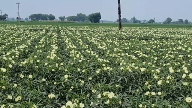 hybrid no 1 bhindi ki kheti kaise karen kab karen india punjab ka sab se acha bhindi onkarseed 7001 смотреть онлайн