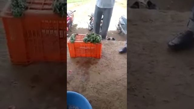 مادة الفورمالين الممنوعة والخطيرة جدًا تجعل الورقيات طرية ونضرة، يستخدمها بعض باعة الخضار смотреть онлайн