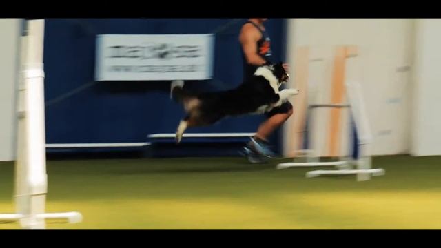 MISHIKO - Your pet is worth it смотреть онлайн