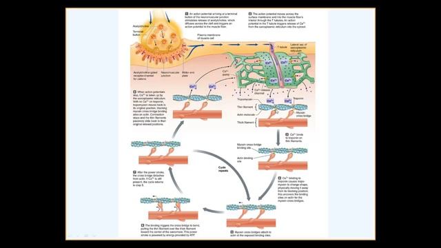 Excitation contraction coupling in skeletal muscles (Human physiology) смотреть онлайн