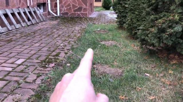 Черная смородина