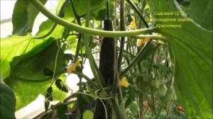 Огурец НИ ХАО F1 в Сибири